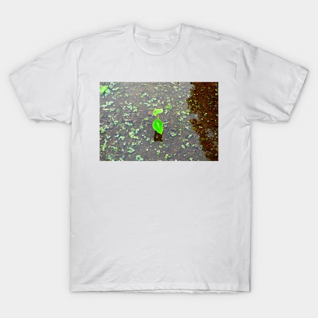 Iao Valley State Monument Study 4 T-Shirt by bobmeyers